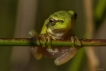 Amphibiens Rainette verte (Hyla arborea)