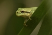 Amphibiens Rainette verte (Hyla arborea)