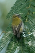 Oiseaux Roitelet triple bandeau (Regulus ignicapilla)