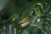 Oiseaux Roitelet triple bandeau (Regulus ignicapilla)
