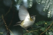 Oiseaux Roitelet triple bandeau (Regulus ignicapilla)