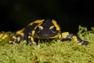 Amphibiens Salamandre tachetée (Salamandra salamandra)