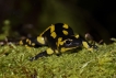 Amphibiens Salamandre tachetée (Salamandra salamandra)