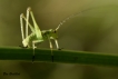 Insectes Leptophye ponctuée juvénile (Leptophyes punctatissima)