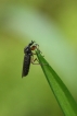 Insectes Mouche de terreau (Sciaridae sp.)