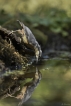 Oiseaux Sitelle torchepot (Sitta europaea)