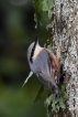 Oiseaux Sitelle torchepot (Sitta europaea)