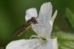 Insectes Syphe sp.