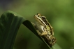 Amphibiens Grenouille verte \