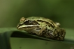 Amphibiens Grenouille verte \