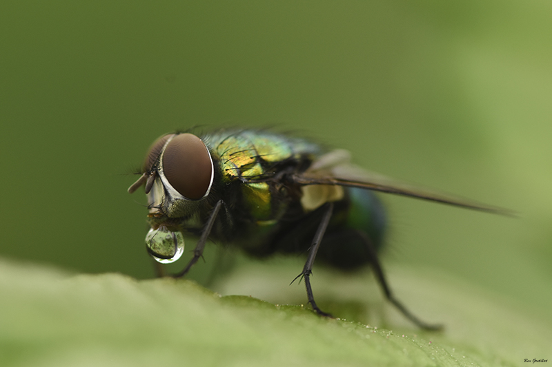Photo Insectes Calliphoridae sp.