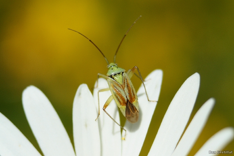 Photo Insectes Capside de la luzerne (Adelphocoris lineolatus)
