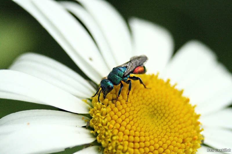 Photo Insectes Guêpe coucou (Chrysididae sp.)