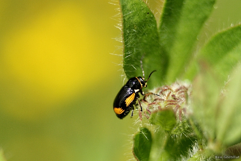 Photo Insectes Cryptocéphale de Morae (Cryptocephalus moraei)
