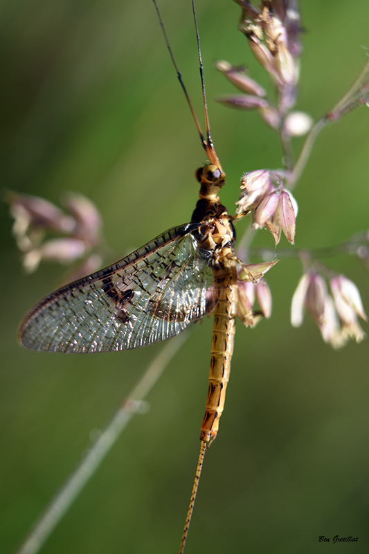 Photo Insectes