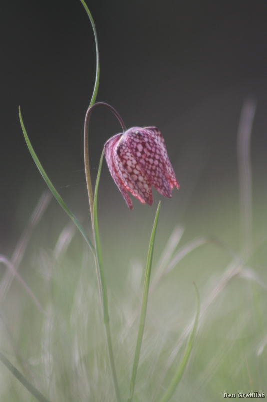 Photo Flore