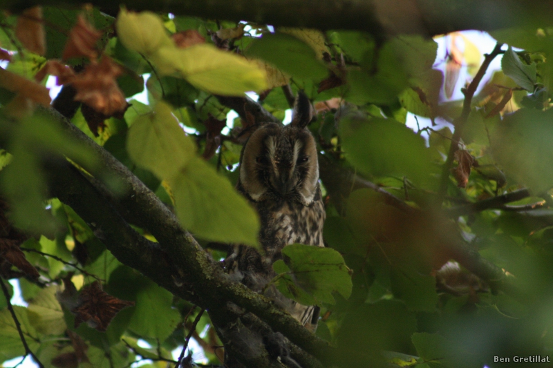 Photo Oiseaux Hibou moyen-duc (Asio otus)