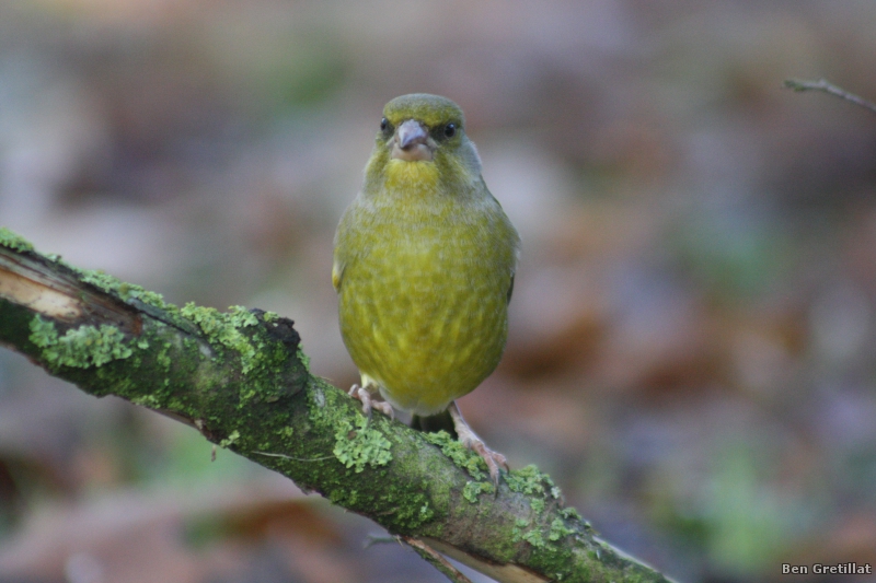 Photo Oiseaux Verdier d'Europe (Chloris chloris)