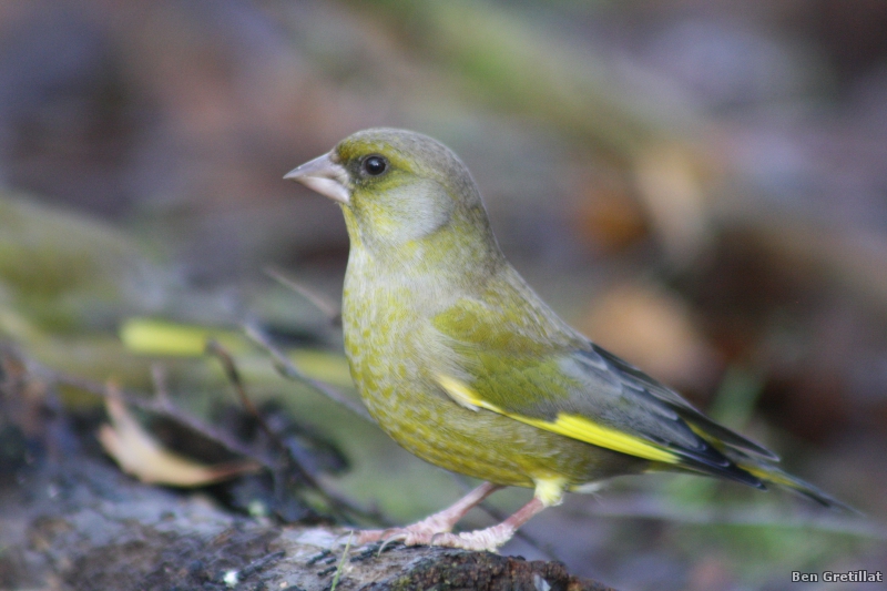 Photo Oiseaux Verdier d'Europe (Chloris chloris)