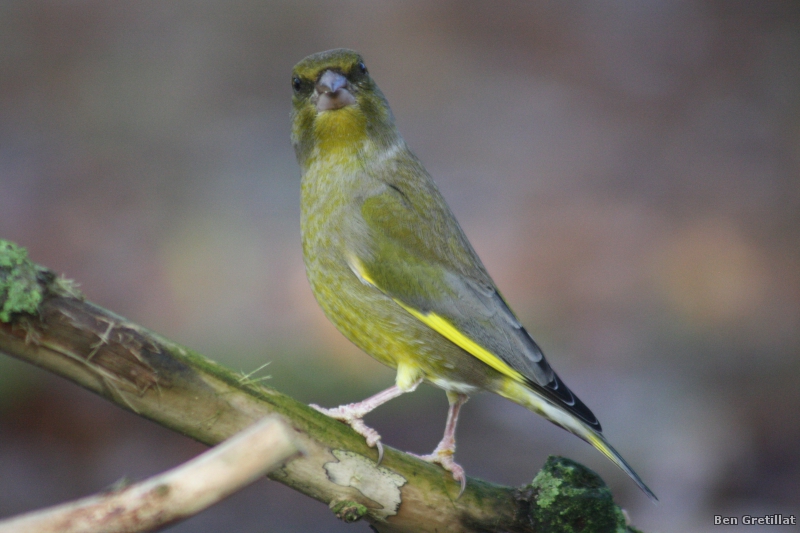 Photo Oiseaux Verdier d'Europe (Chloris chloris)