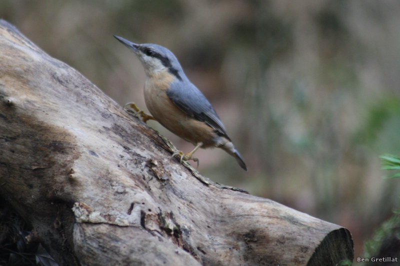 Photo Oiseaux Sittelle torchepot (Sitta europaea)