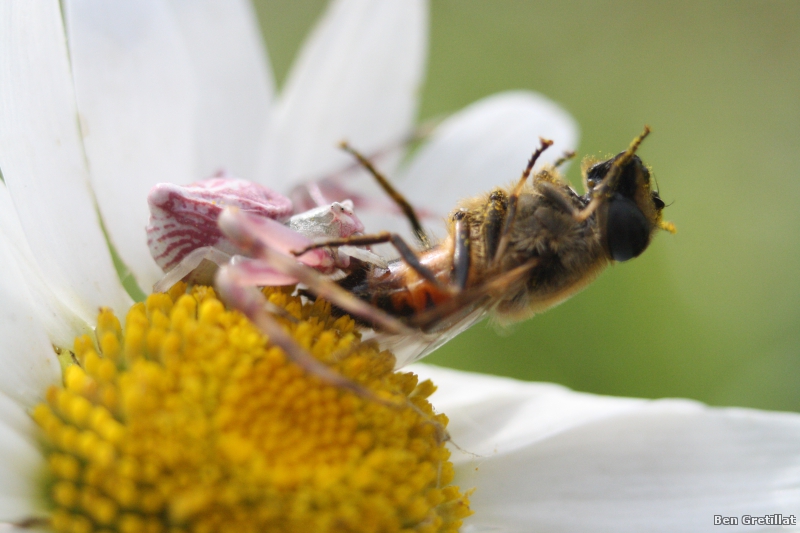 Photo Araignées Thomise enflée (Thomisus onustus) 