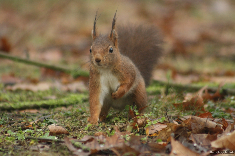 Photo Mammifères Ecureuil roux (Sciurus vulgaris)