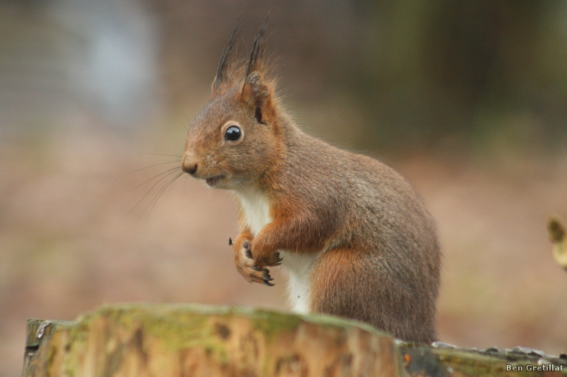 Photo Mammifères Ecureuil roux (Sciurus vulgaris)