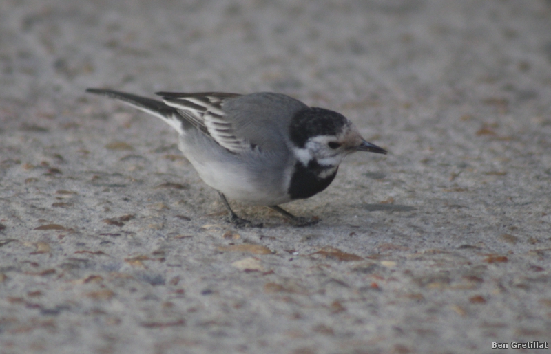 Photo Oiseaux Bergeronnette grise (Motacilla alha)