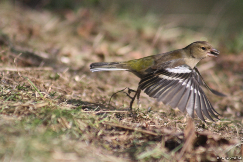Photo Oiseaux Pinson des arbres (Fringilla coelebs)