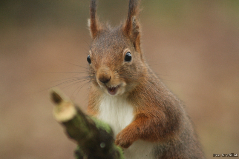 Photo Mammifères Ecureuil roux (Sciurus vulgaris)