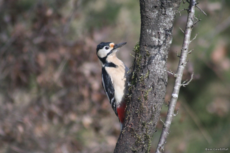 Photo Oiseaux Pic épeiche (Dendrocopos major)