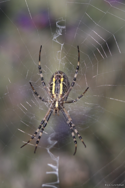 Photo Araignées Argiope frelon (Argiope bruennichi)