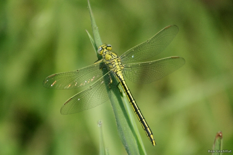 Photo Insectes Gomphe joli (Gomphus pulchellus)