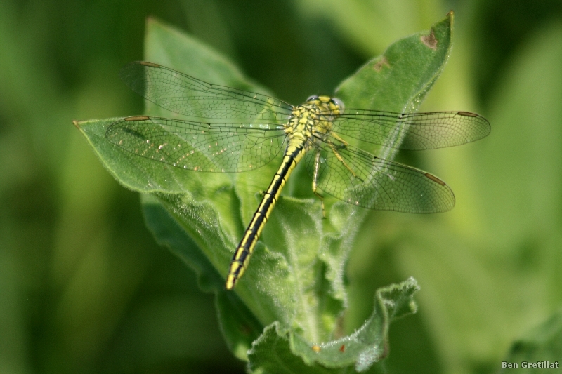 Photo Insectes Gomphe joli (Gomphus pulchellus)