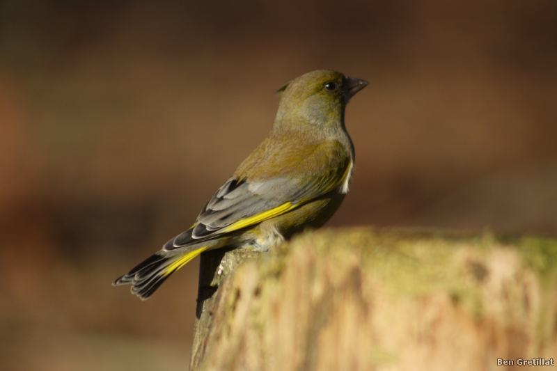 Photo Oiseaux Verdier d'Europe (Chloris chloris)