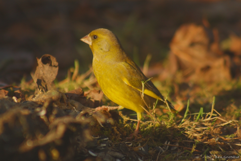Photo Oiseaux Verdier d'Europe (Chloris chloris)