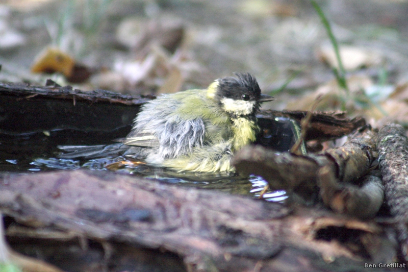 Photo Oiseaux Mésange charbonnière (Parus major)