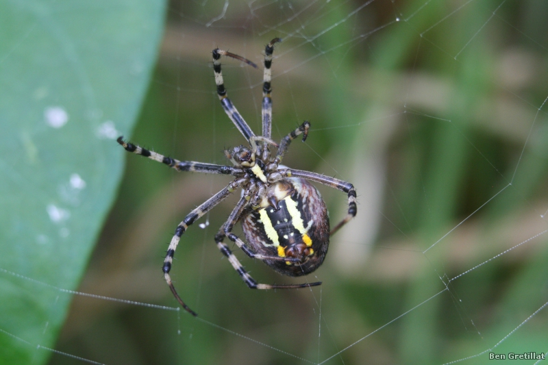 Photo Araignées Argiope frelon (Argiope bruennichi)