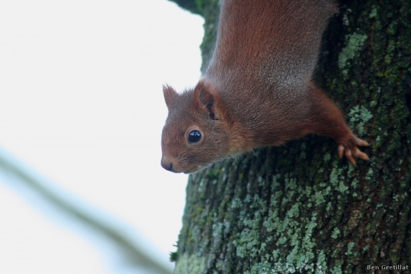 Photo Mammifères Ecureuil roux (Sciurus vulgaris)