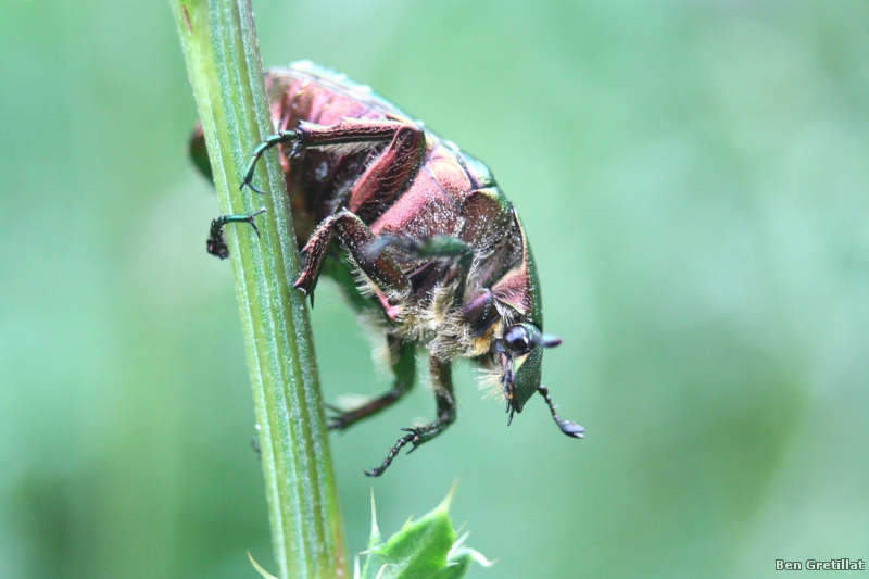 Photo Insectes Cétoine dorée (Cetonia aurata)