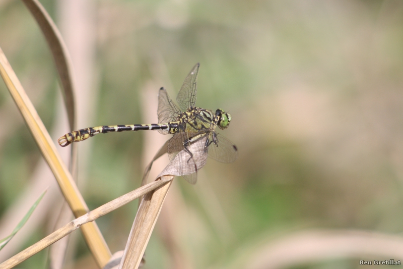 Photo Insectes Gomphe à pinces (Onychogomphus forcipatus)
