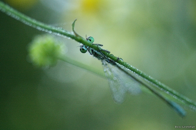 Photo Insectes Agrion élégant (Ischnura elegans)