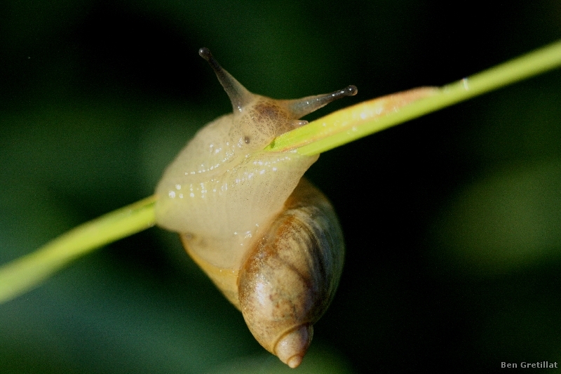 Photo Autres Ambrette commune (Succinea putris)