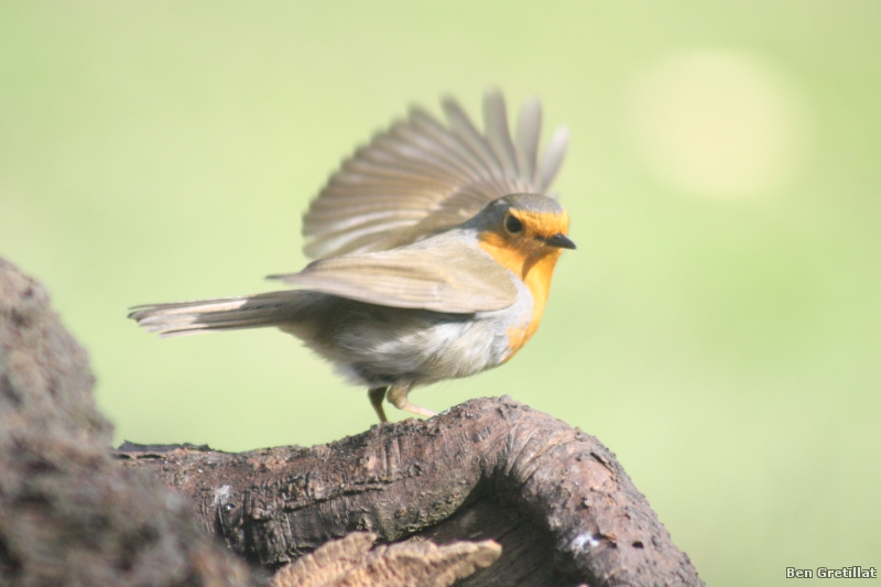 Photo Oiseaux Rouge-gorge familier (Erithacus rubecula)