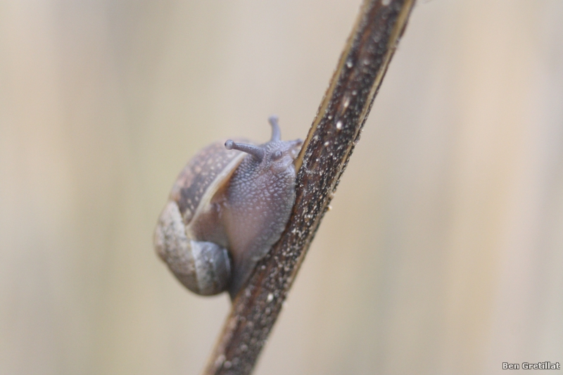 Photo Autres Escargot petit gris (Helix aspesa Müller)