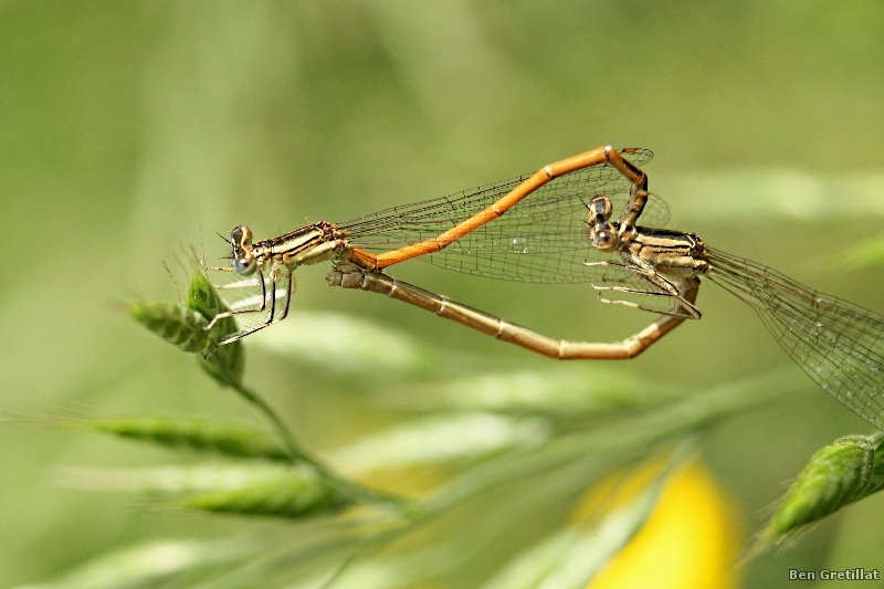 Photo Insectes Agrion orangé (Platycnemis acutipennis)
