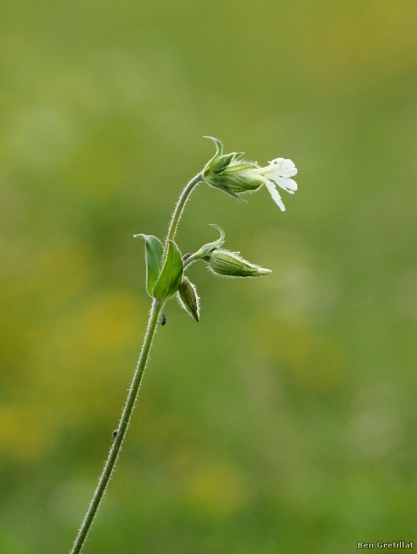 Photo Flore Silène enflé ou Claquet (Silene vulgaris)