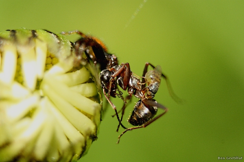 Photo Insectes Thomise globuleux ou Araignée Napoléon (Synaema globosum), Formicidae sp.