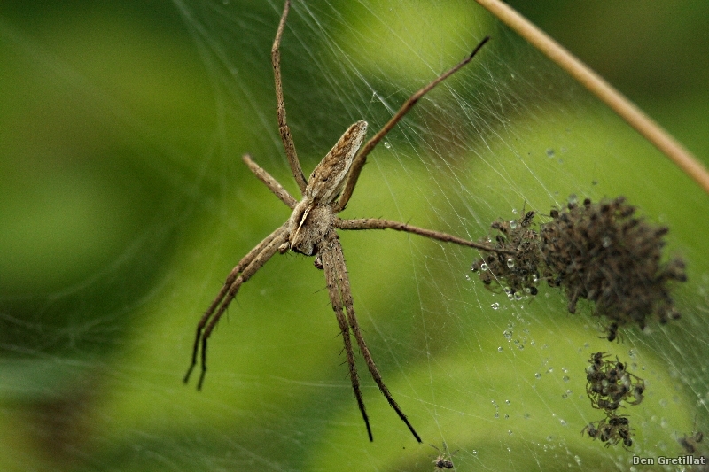 Photo Araignées Pisaure admirable (Pisaura mirabilis)